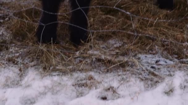 Islandzkie konie na świeżym powietrzu razem w śniegu — Wideo stockowe