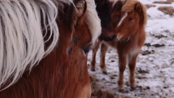 Islandské koně venku společně ve sněhu — Stock video
