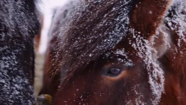Los caballos islandeses al aire libre juntos en la nieve — Vídeo de stock