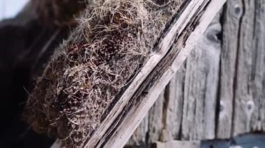 Hofn 'daki Viking Binasının Çatısının Thatch Detayları