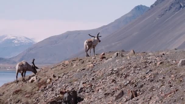 Engrenagem de renas na paisagem montanhosa de Hofn — Vídeo de Stock