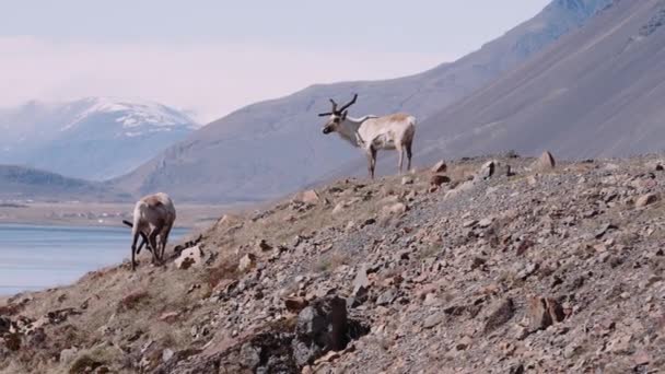 Reindeer Grazing In Mountainous Landscape Of Hofn — Video Stock