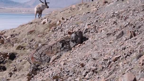 Reindeer Grazing In Mountainous Landscape Of Hofn — Stock Video
