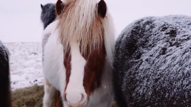 Close Handheld Shot Icelandic Horse Equus Ferus Caballus Outdoors Snow — стоковое видео