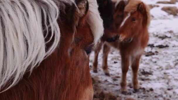 Close Handheld Shot Icelandic Horse Equus Ferus Caballus Venku Sněhu — Stock video