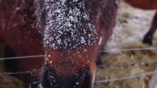 Primo Piano Colpo Cavallo Islandese Equus Ferus Caballus All Aperto — Video Stock