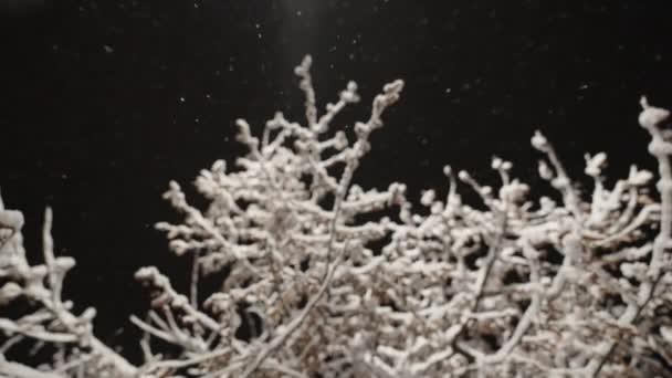 Snow Falling Onto Branches Of Tree Against Night Sky — ストック動画