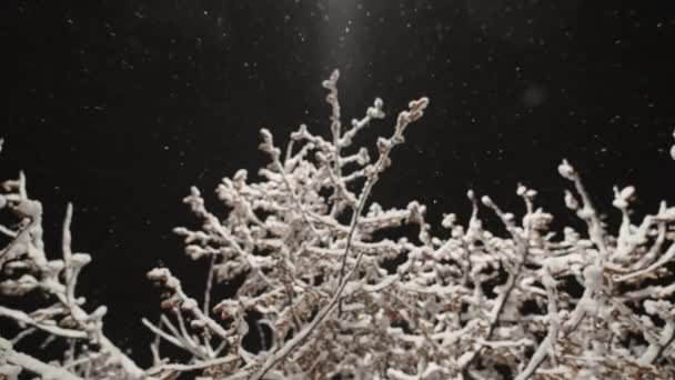 Snow Falling Onto Branches Of Tree Against Night Sky — Vídeo de stock