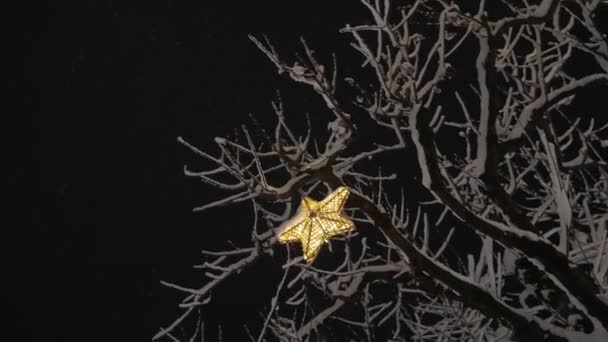 Vánoční hvězda visící ze sněhem pokrytého stromu v noci — Stock video