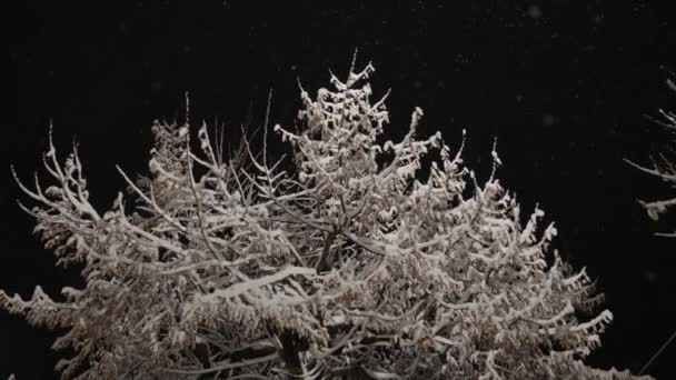 Ośnieżone drzewo pod nocnym niebem — Wideo stockowe