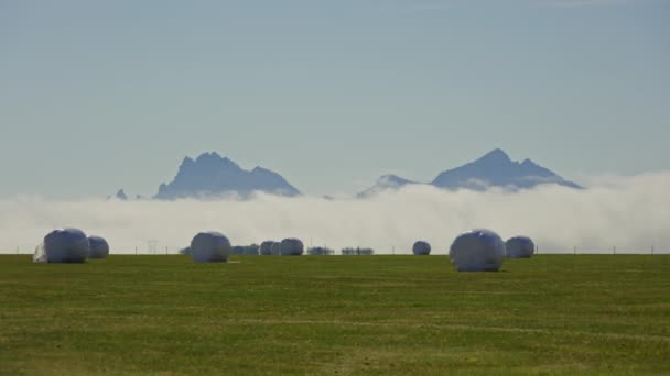 Las balas de heno cubiertas en el campo verde con la niebla levantándose detrás — Vídeos de Stock