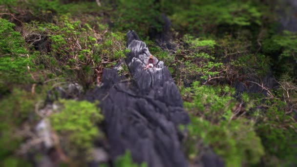 Woman Sitting On Limestone Rocks — 비디오