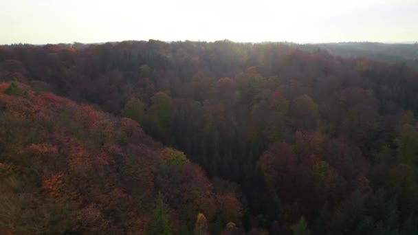 Dron nad hustým lesem na podzim směrem ke slunečnímu svitu — Stock video