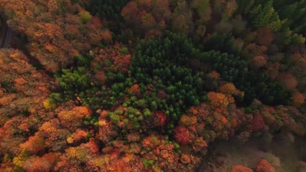 Drone sopra foresta densa in autunno — Video Stock