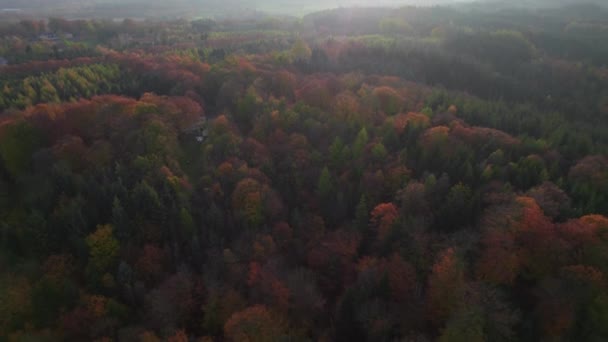 Drone sopra foresta densa in autunno verso la luce del sole — Video Stock