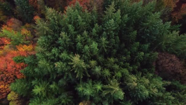 Dron nad hustým lesem na podzim — Stock video