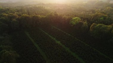 Sonbaharda Yoğun Orman 'da Günışığına doğru İnsansız Hava Aracı
