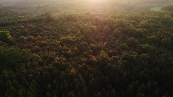 Κηφήνας πάνω από ομιχλώδες δάσος το φθινόπωρο στο ηλιοβασίλεμα — Αρχείο Βίντεο