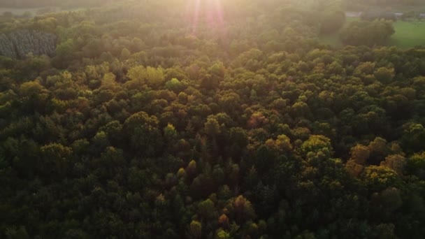 Drone sobre el bosque en otoño al atardecer — Vídeo de stock