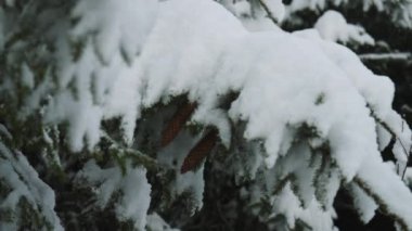 Ormanda, Maiskogel Kayak Merkezi, Kaprun, Avusturya 'da Çam kozalaklı Ağacın Odaklı Çekimini Kapat