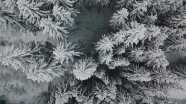 Kar Altındaki İHA Uçuşu Maiskogel Kayak Tesisi, Kaprun, Avusturya 'daki Ağaçların Üstü Kapalı
