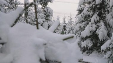 Maiskogel Kayak Tesisi, Kaprun, Avusturya 'daki Karlı Orman' da İnsanların Kayak Turu Orta Yavaş Çekimi