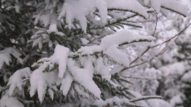 Maiskogel Kayak Tatil Köyü, Kaprun, Avusturya 'daki Ağaç Dalları' nda Yakın Çekim