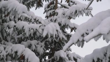 Yakın mesafeden Maiskogel Kayak Tesisi, Kaprun, Avusturya 'daki Ağaç Dalları' nda Kar Düşerken Çekildi