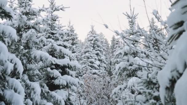 ミディアム ハンドヘルド ショット デンス雪に覆われた森オーストリア カプランのマイスコゲルスキー場 — ストック動画