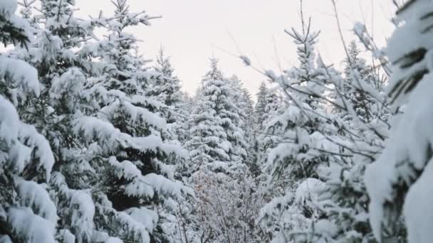 Medium Handheld Shot Dense Foresta Innevata Nella Località Sciistica Maiskogel — Video Stock