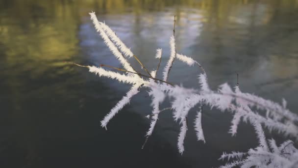 Close Ice Crystal Formations Plant Stems Hanging River Ośrodek Narciarski — Wideo stockowe