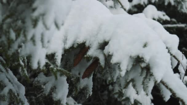 Close Rack Handheld Shot Pine Cones Snow Covered Tree Forest — Wideo stockowe