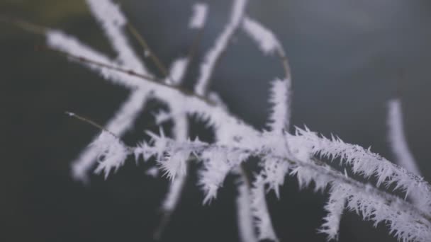 Close Rack Focus Slow Motion Shot Ice Crystal Formations Plantenstammen — Stockvideo