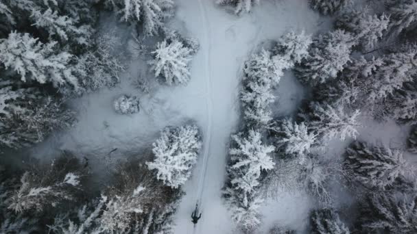 Maiskogel Kayak Tesisi Kaprun Avusturya Ormanda Nsan Kayağı Turu Nun — Stok video