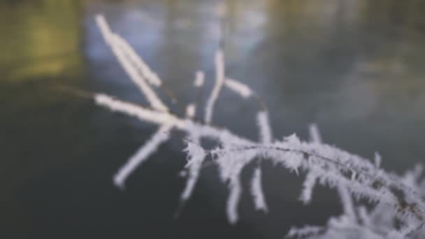 Close Rack Focus Slow Motion Shot Ice Crystal Formations Plant — Video Stock