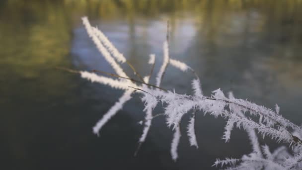 Close Rack Focus Slow Motion Shot Ice Crystal Formations Plant — Wideo stockowe