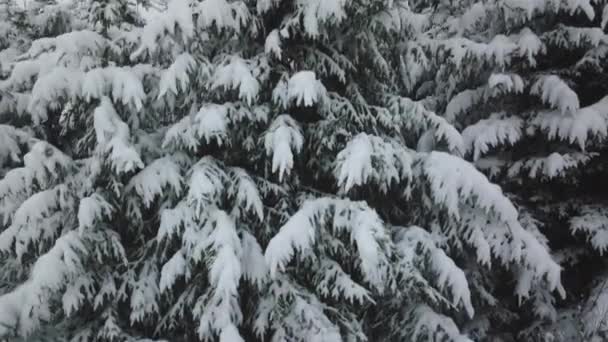 Drone Medium Shot Rising Snow Covered Fit Trees Ośrodku Narciarskim — Wideo stockowe