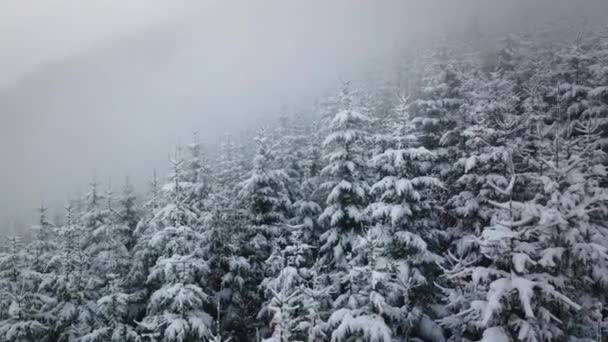 雪の上に広いドローンのパンニングは マイスコゲルスキーリゾート カプラン オーストリアの霧の密な森のフィット木をカバー — ストック動画