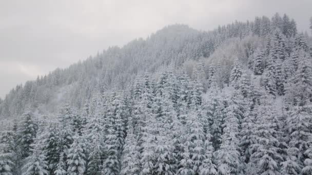 Wide Lockdown Drone Skott Tät Frodig Snötäckt Skog Maiskogel Ski — Stockvideo