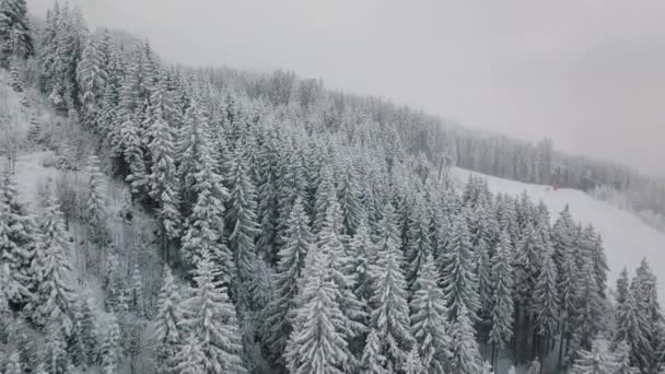 Lot Dronem Nad Gęstym Bujnym Pokrytym Śniegiem Lasem Ośrodku Narciarskim — Wideo stockowe