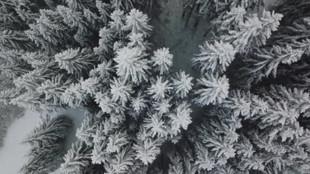 Vuelo Con Aviones Teledirigidos Sobre Árboles Cubiertos Nieve Estación Esquí — Vídeo de stock