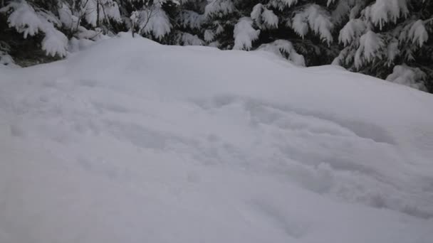 Średnio Powolny Ruch Zablokowany Strzał Człowieka Ski Touring Snow Forest — Wideo stockowe