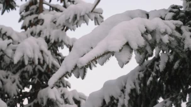 Närbild Handhållen Skott Snö Träd Grenar Skogen Maiskogel Ski Resort — Stockvideo