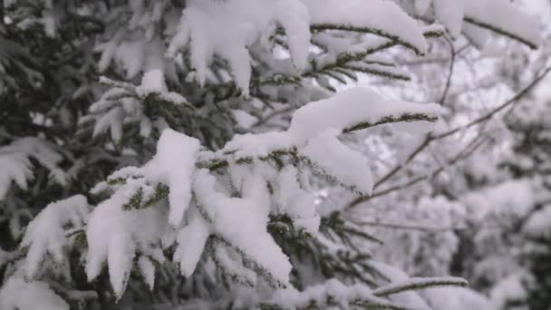 Κοντινό Πλάνο Handheld Shot Snow Tree Branches Forest Maiskogel Ski — Αρχείο Βίντεο