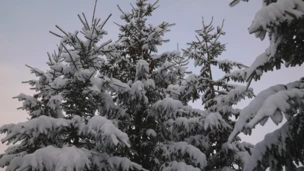 Medium Tilt Schuss Von Schneebedeckten Bäumen Wald Des Skigebiets Maiskogel — Stockvideo