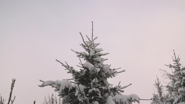 Bloqueo Tiro Ángulo Medio Bajo Del Árbol Cubierto Nieve Bosque — Vídeos de Stock