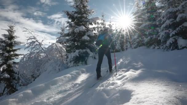 Geniş Yavaş Hareket Düşük Açılı Kayak Çekimi Sunlit Kar Ormanı — Stok video