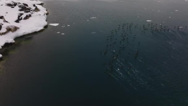 Wide Drone Flight Tracking Flock Flying Birds Sea Ice Ilulissat — Stockvideo