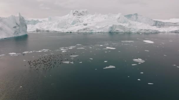ユネスコ世界遺産に登録されているイルリサット アイスフィヨルドの氷に向かって海上を飛ぶ鳥の群れを追跡する広いドローン — ストック動画