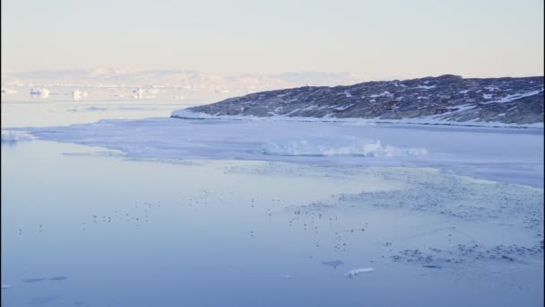 Prise Vue Large Troupeaux Oiseaux Survolant Glacier Ilulissat Vers Littoral — Video